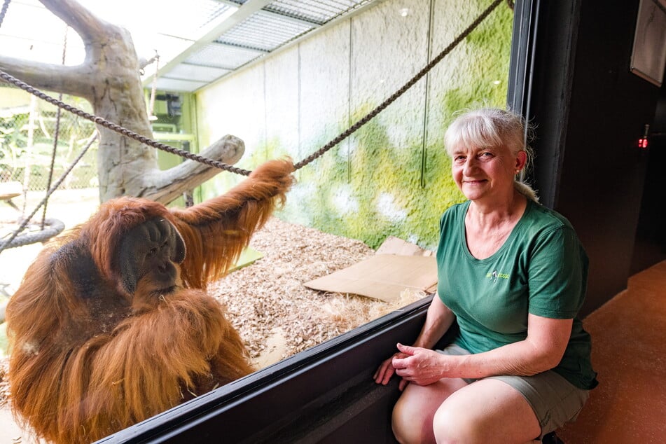 Tierpflegerin Sylvia Pohle (62) umsorgt die Menschenaffen schon seit Jahren.