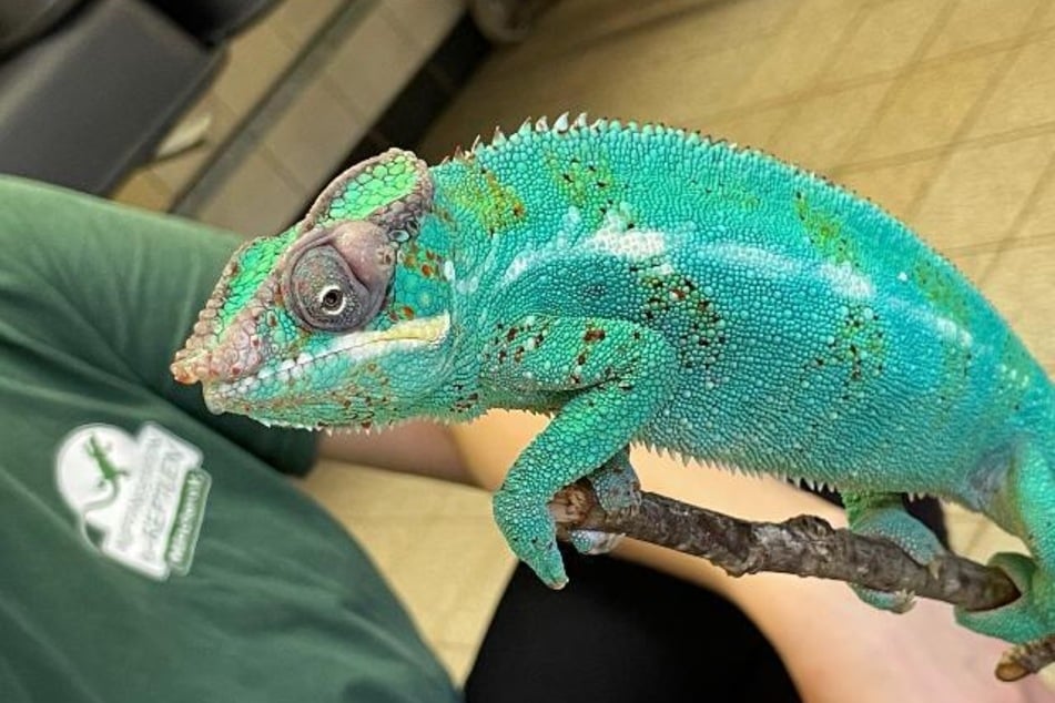 Pantherchamäleon Lucifer sitzt in der Reptilienauffangstation in München.