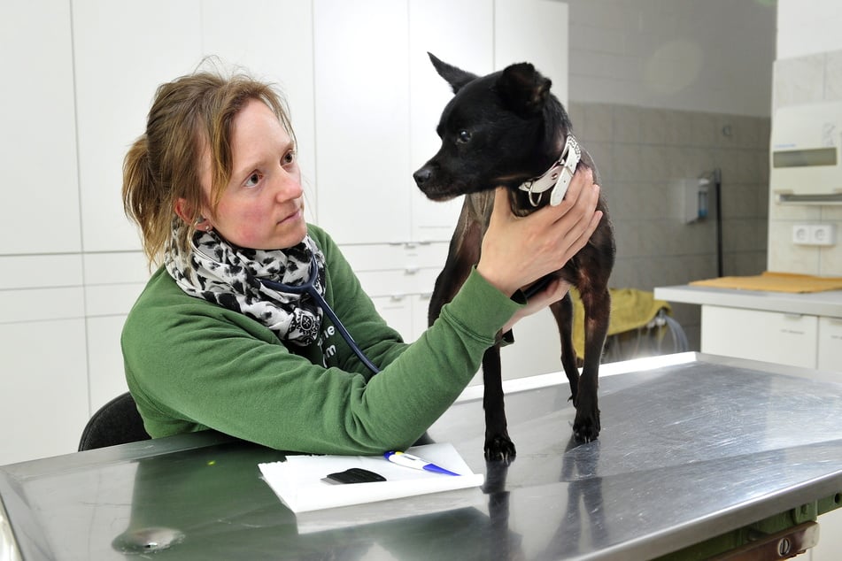 Tierärztin Anne Schilling (34) behandelt nicht nur Katzen, sondern auch Hunde.