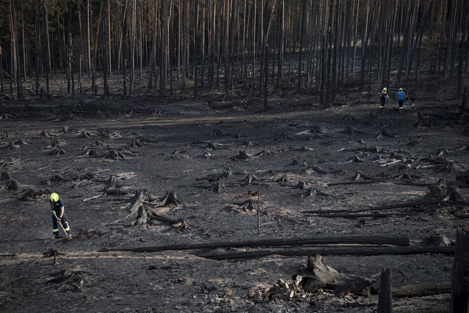 Das Feuer hat den Wald vernichtet.