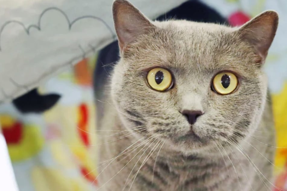 Warum findet Barsik kein Zuhause? Kater hat nur eine Bedingung