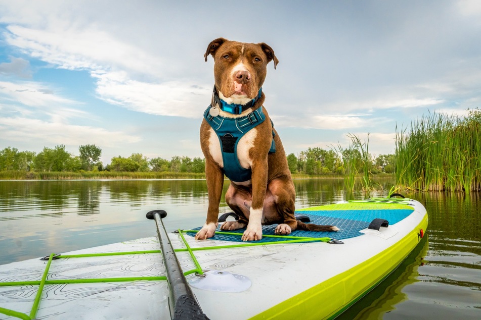 Sometimes it is a good idea for a dog to wear both a harness and a collar.