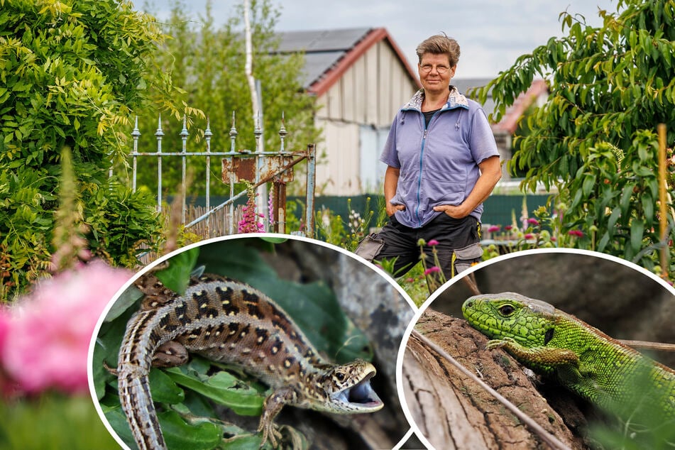 Dresden: Nach der Gartensparte sollen auch die Tiere umgesiedelt werden: Eidechsen blockieren die Bagger