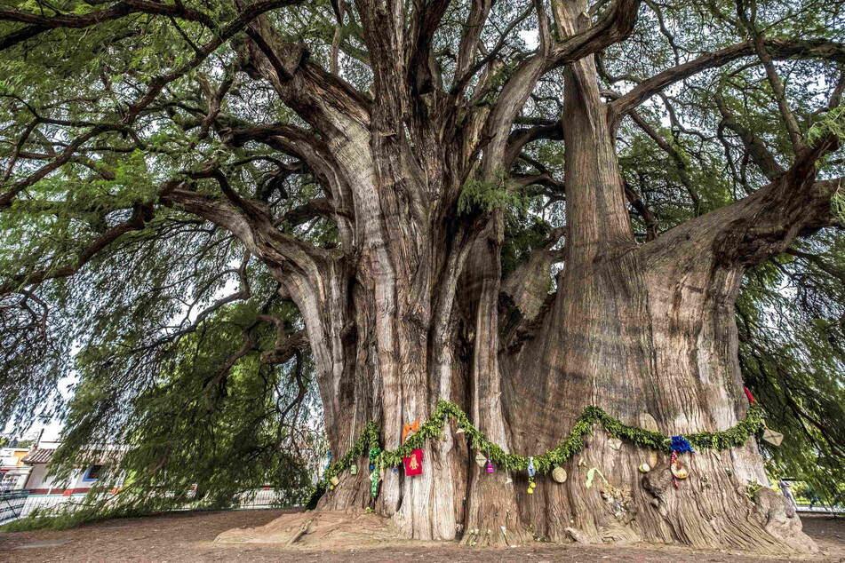 Der dickste Baum der Welt ist der Árbol del Tule in Mexiko.