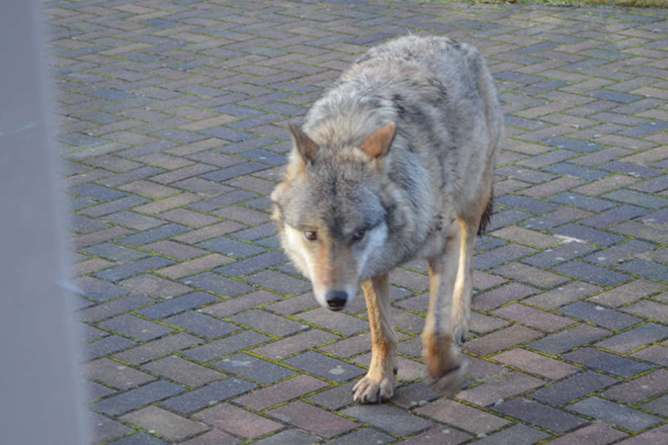 Der Wolf Pumpak wurde zum Abschuss freigegeben - dagegen startete eine Online-Petition.