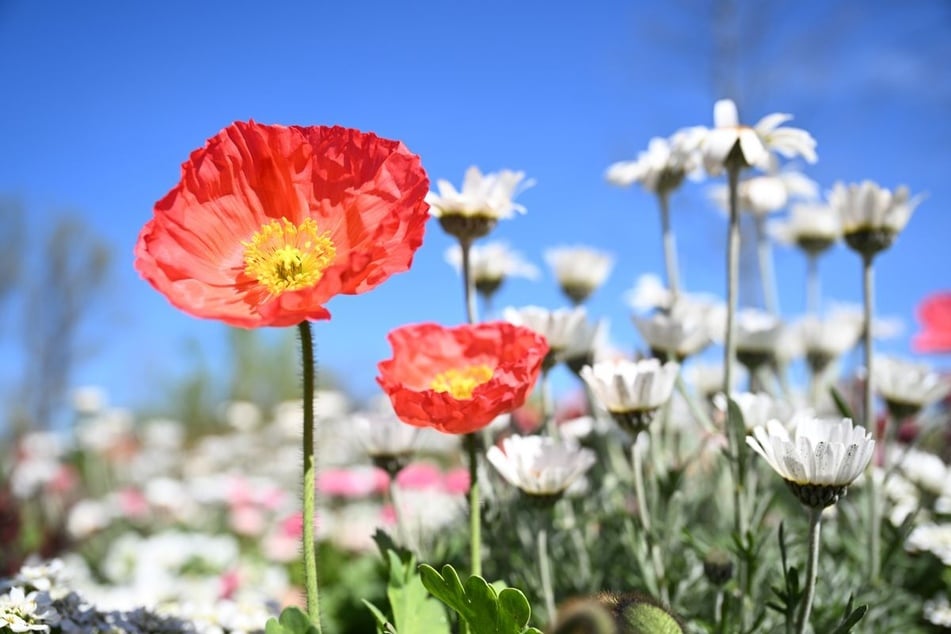 Auf dem Gelände in Ellwangen gibt es nicht nur Blumen zu bestaunen, auch zahlreiche Veranstaltungen sind geplant.