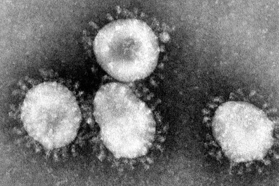 Ein Coronavirus-Stamm unter dem Mikroskop.