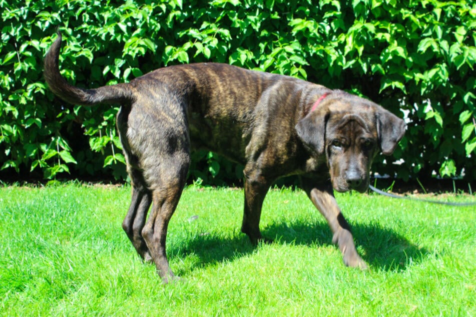 Dogo-Canario-Mix Bruno.