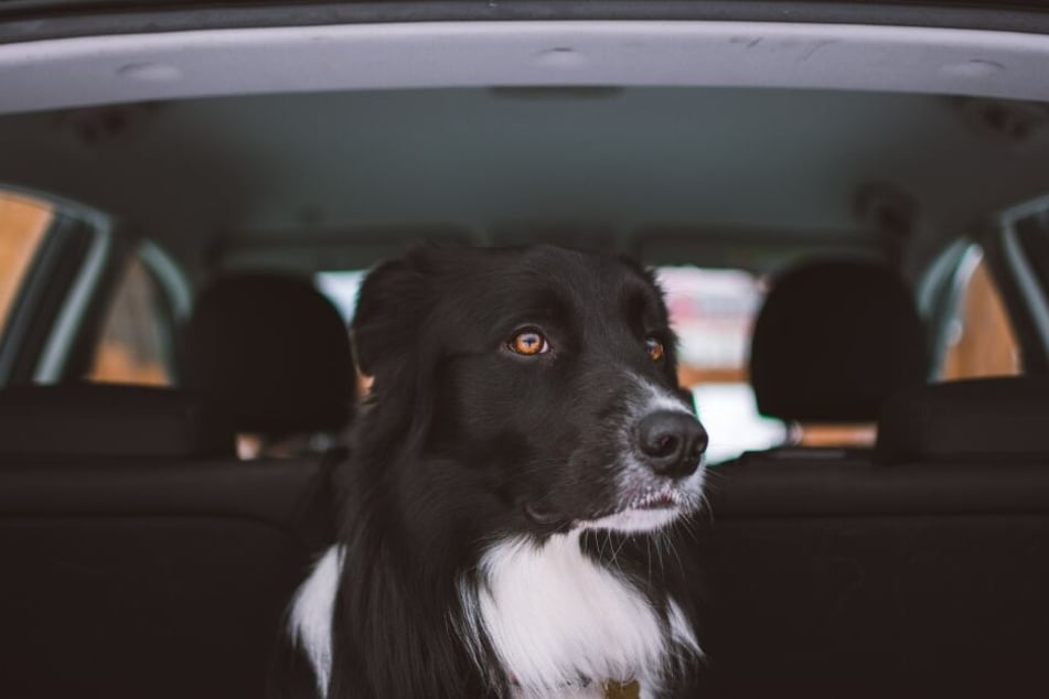 Autofahren bedeutet für einige Hunde Spaß, für andere purer Stress.