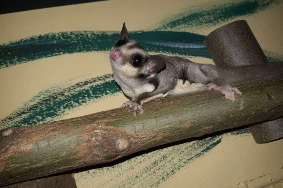 "Maschine" (75) ist jetzt Promitierpate für dieses Sugar-Glider-Beuteltier aus dem Zoo der Minis.