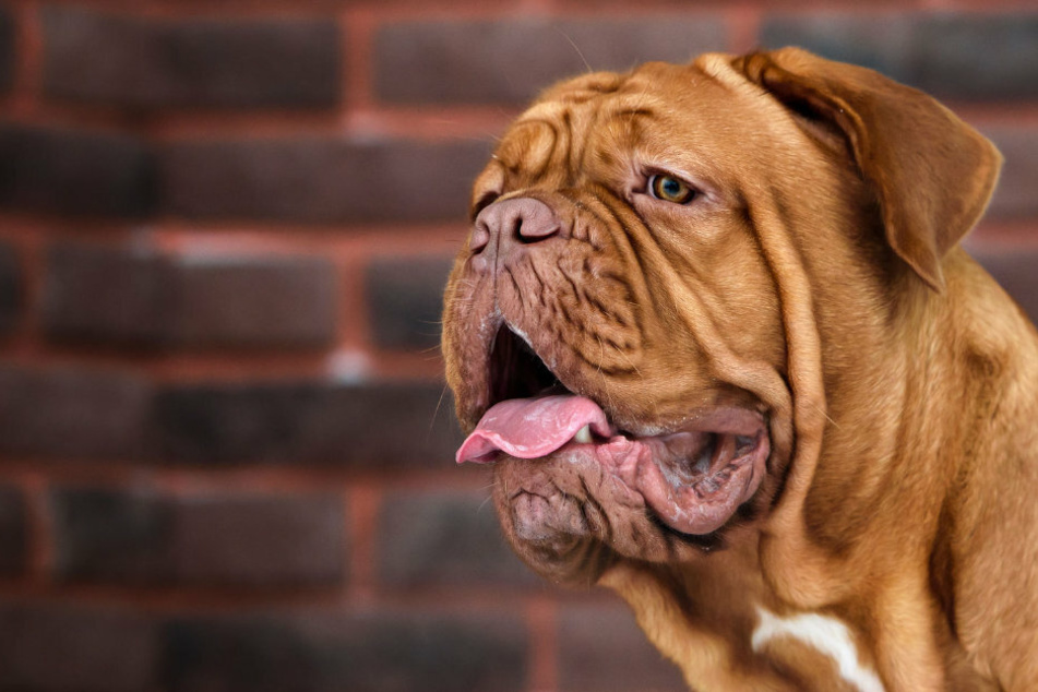 Facelifting: Hund wird über ein Kilogramm Haut entfernt