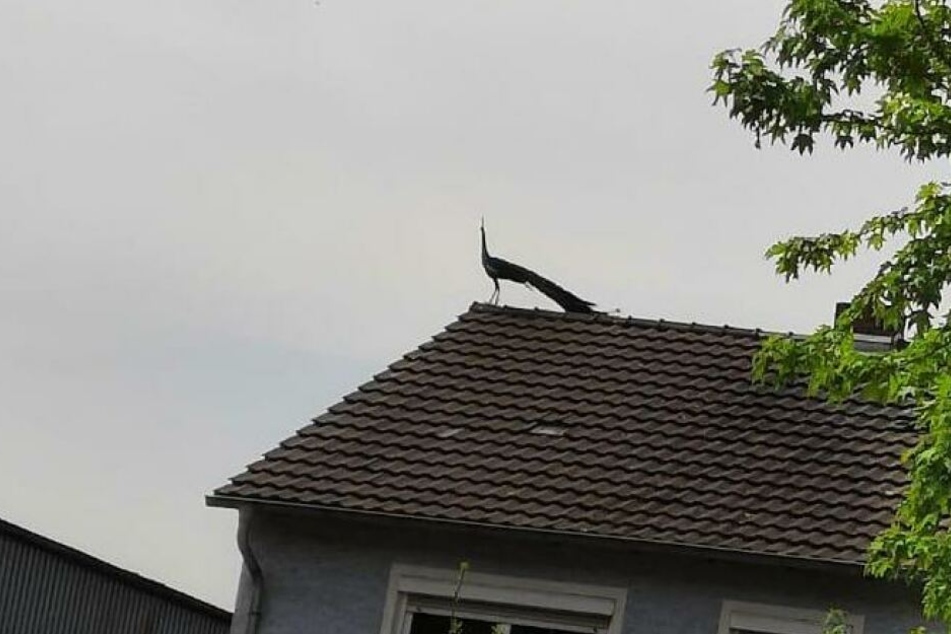 Pfaue können nur sehr schlecht und kurze Strecken fliegen.