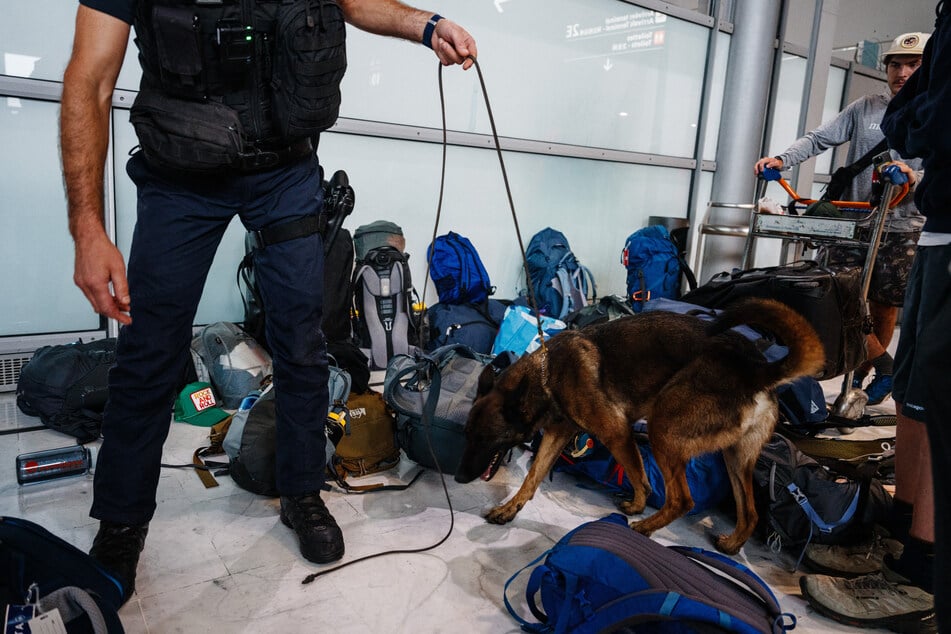 Ein Spürhund musste jedes Gepäckstück untersuchen, bevor der Flug starten konnte. (Symbolbild)