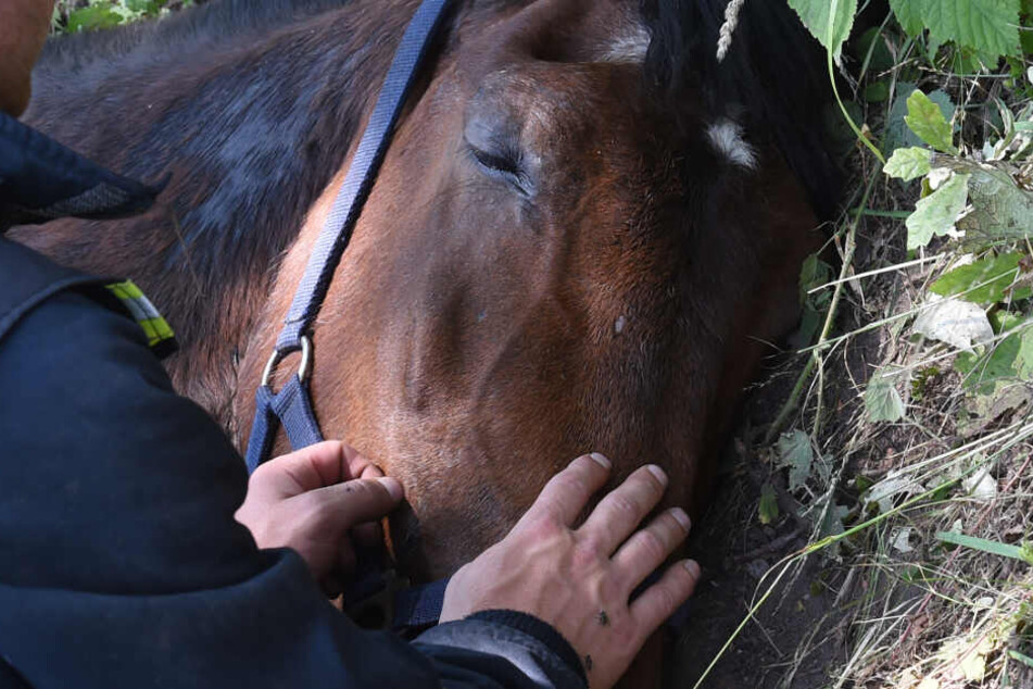 Reiterin wird schwer verletzt unter totem Pferd eingeklemmt