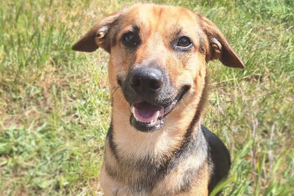 Mischling Timon (1) aus dem Berliner Tierheim will adoptiert werden.
