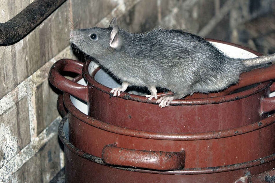 Die Ratten kommen inzwischen auch in die Häuser. (Symbolbild)