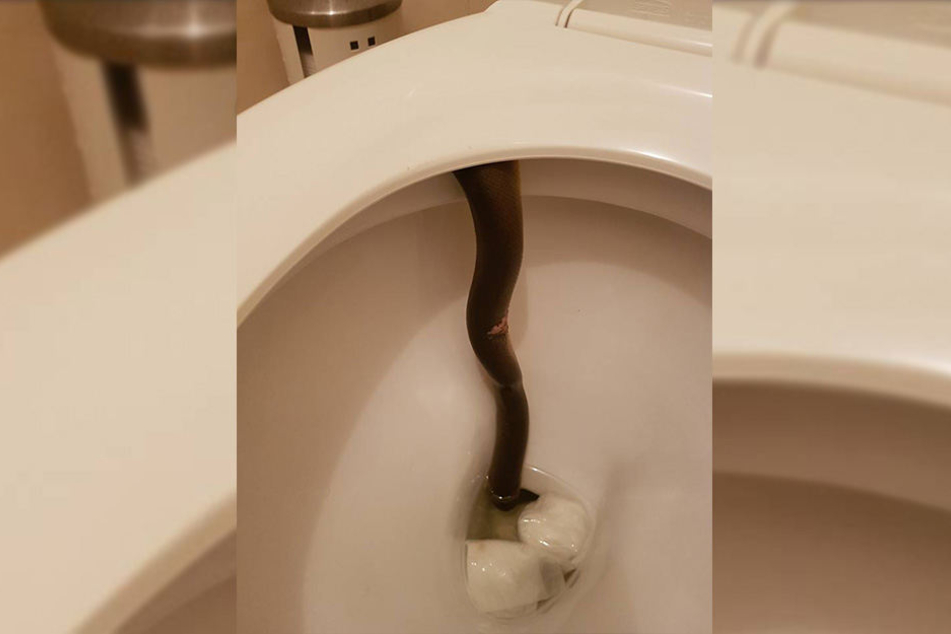 Die Schlange hing in der Toilettenschüssel.