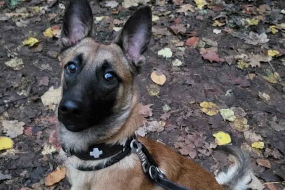 Malinois Janik traf ziemlich verängstigt bei den Kölner Tierrettern ein.