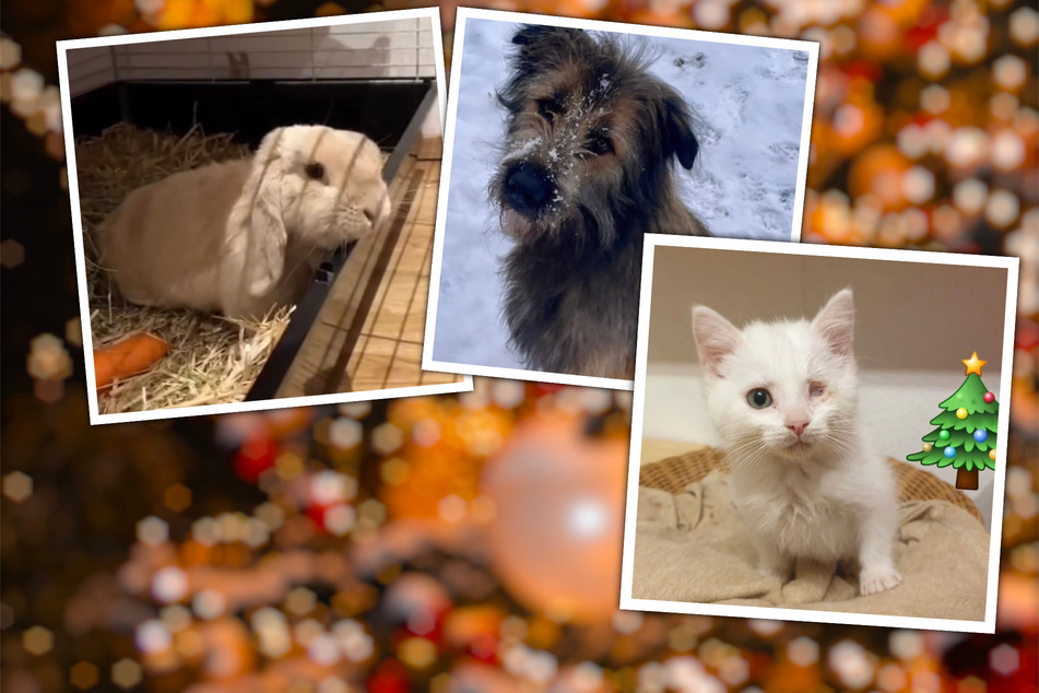 Egal ob Hund, Katze oder Kaninchen: Das sind die Adventskalender der Tierheime