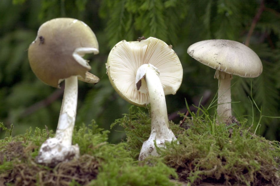 Der Knollenblätterpilz wird häufig mit essbaren Pilzen verwechselt.