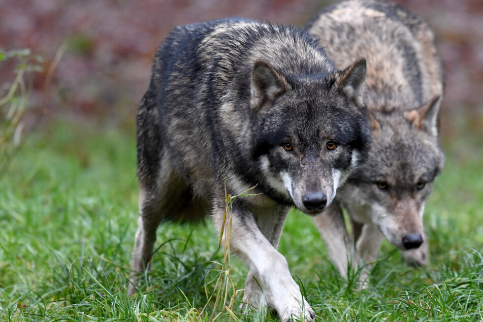 AfD will Wölfe in Sachsen zur Jagd freigeben: Polit-Streit flammt neu auf