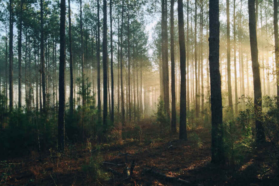 Trockene Sommer und der Borkenkäfer machen dem Wald zu schaffen. (Symbolbild)