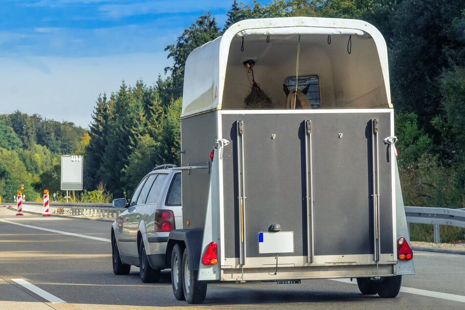 Drama auf Bundesstraße nahe Stuttgart: Pferd verletzt sich bei Fluchtversuch aus Anhänger tödlich