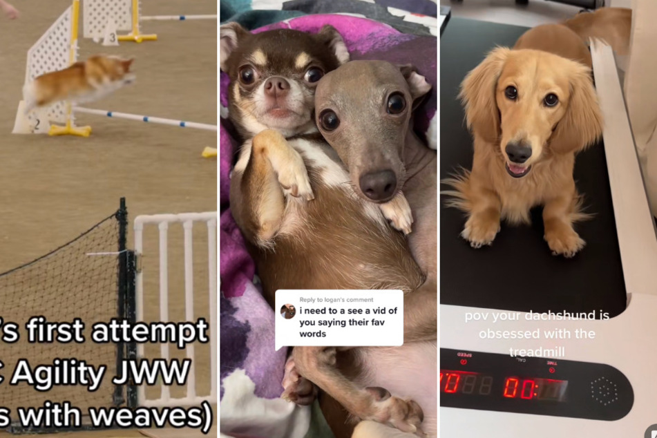These incredibly goofy dogs on TikTok are making millions cry with laughter!