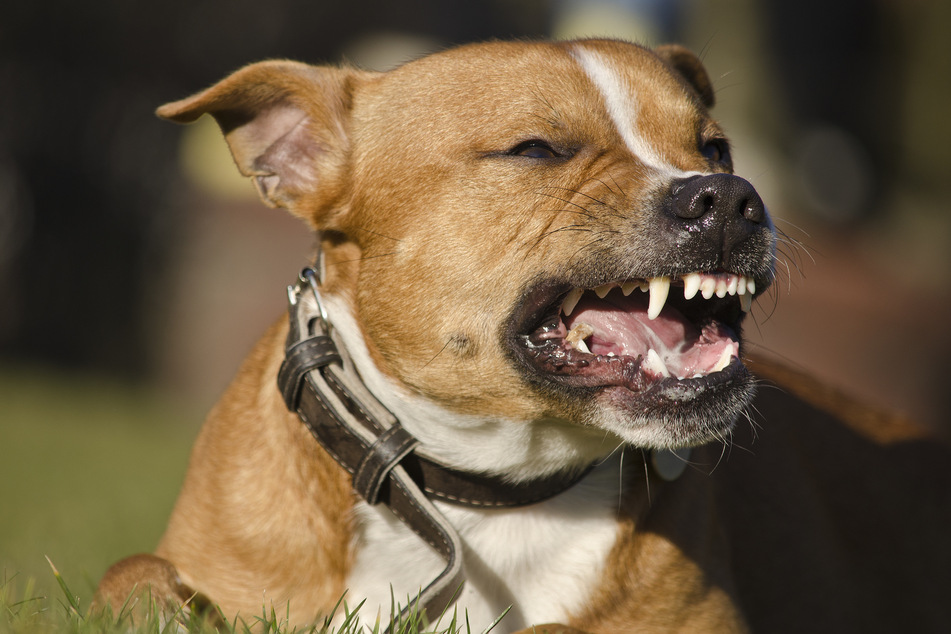 Hund reißt sich von Leine los und attackiert Teenager