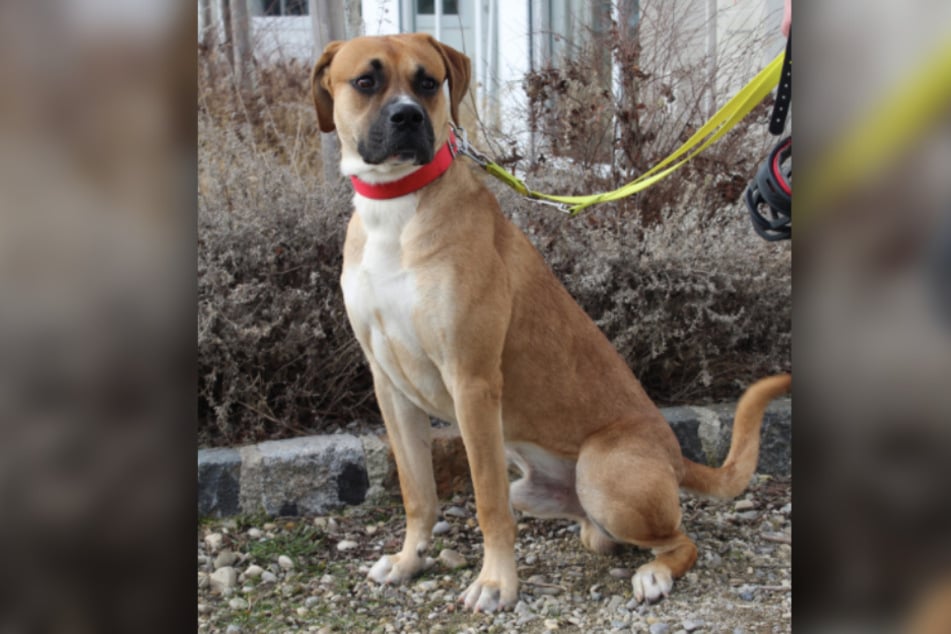 Boxer-Mix Brady.