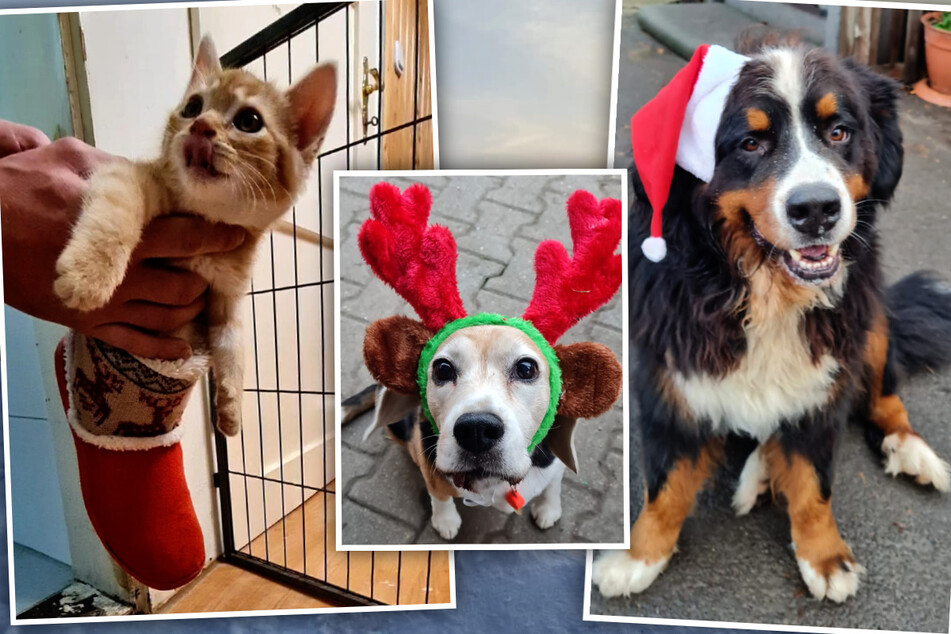 Im Zentrum der Party steht der Tierschutz. Doch Felger freut sich auch auf ein gemütliches Zusammensein zur Weihnachtszeit. "Wie so ein kleiner Weihnachtsmarkt für Hund und Katze", beschreibt sie das geplante Fest.