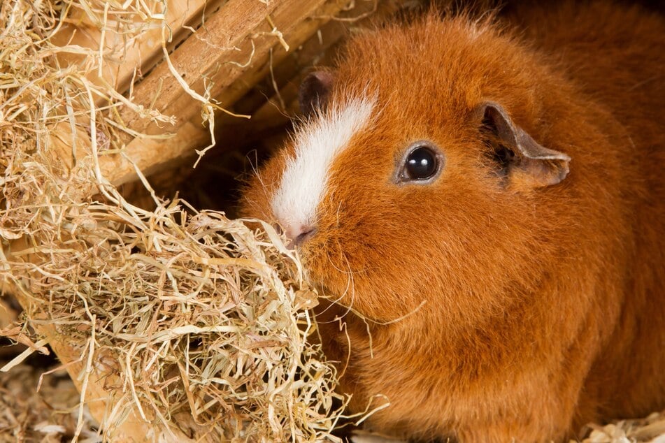 Heu und frische Gräser bilden die Hauptnahrungsquellen für Meerschweinchen.