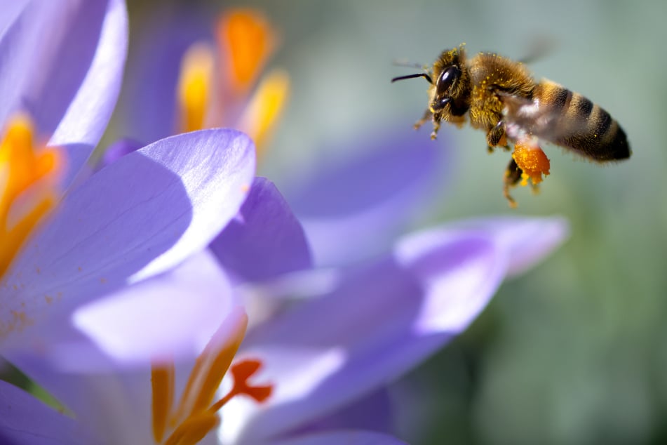 Damit sie im Frühjahr Bienen versorgen, kann man Krokusse im Herbst pflanzen.