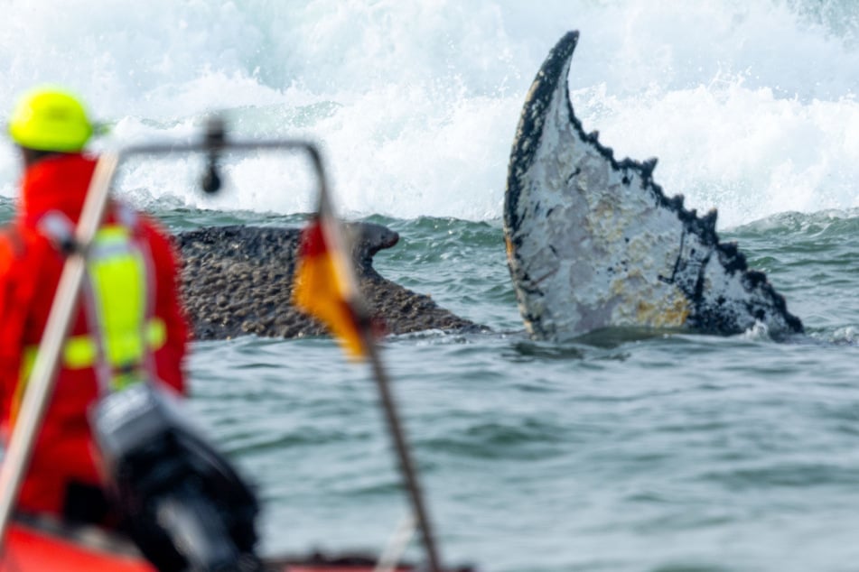 Wal an Ostseeküste gestrandet: Letzte Rettungsaktion des Abends gescheitert