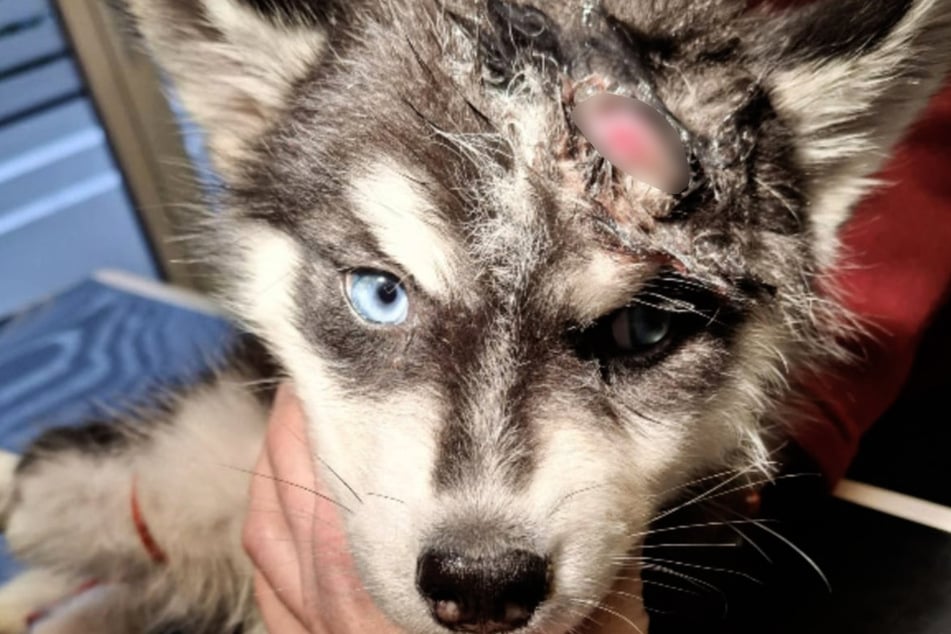 Štěně husky zabalené do odpadkového pytle a vyhozené studeně.