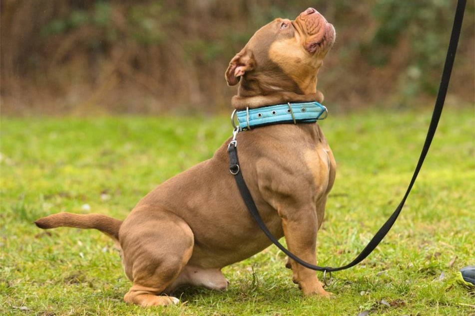 Der Vierbeiner hat einige Baustellen. Er braucht Menschen, die Spaß an der Arbeit mit schwierigen Hunden haben.