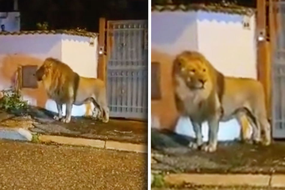Löwe büxt aus Zirkus aus und erkundet Straßen einer Kleinstadt
