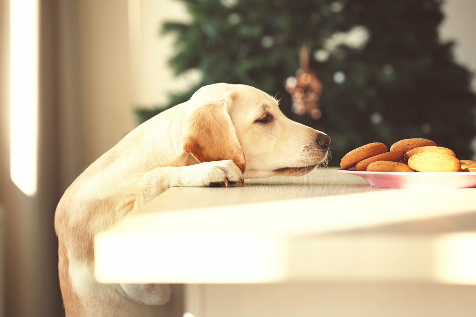 Du möchtest Deinem Hund zu Weihnachten eine leckere Überraschung bereiten? Wir haben drei Rezepte für schmackhafte Hunde-Kekse zusammengestellt.