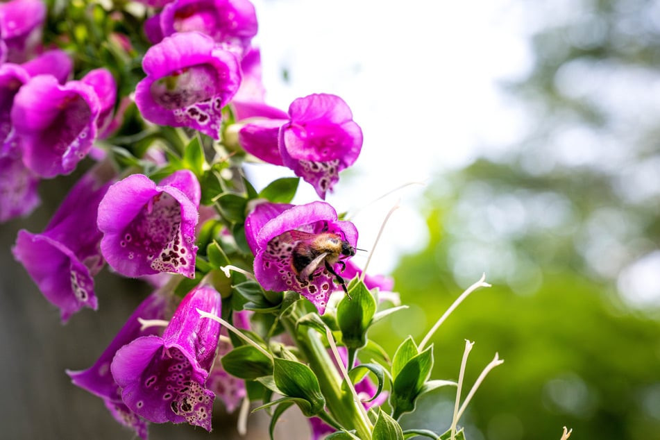 Freier Eintritt und blühende Blumen.