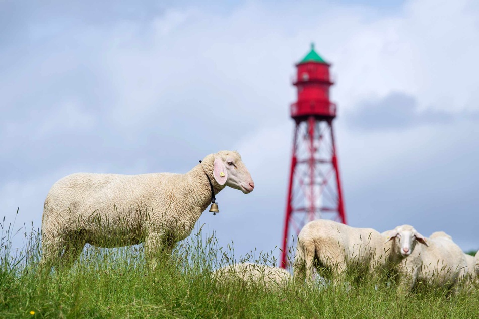 Schafe grasen vor dem Campener Leuchtturm.