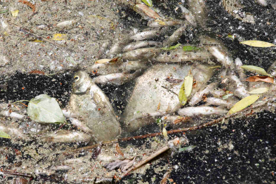 Am Sonntag hatten Spaziergänger eine Vielzahl toter Fische in der Nähe des Seeufers in Bad Segeberg entdeckt. (Symbolbild)
