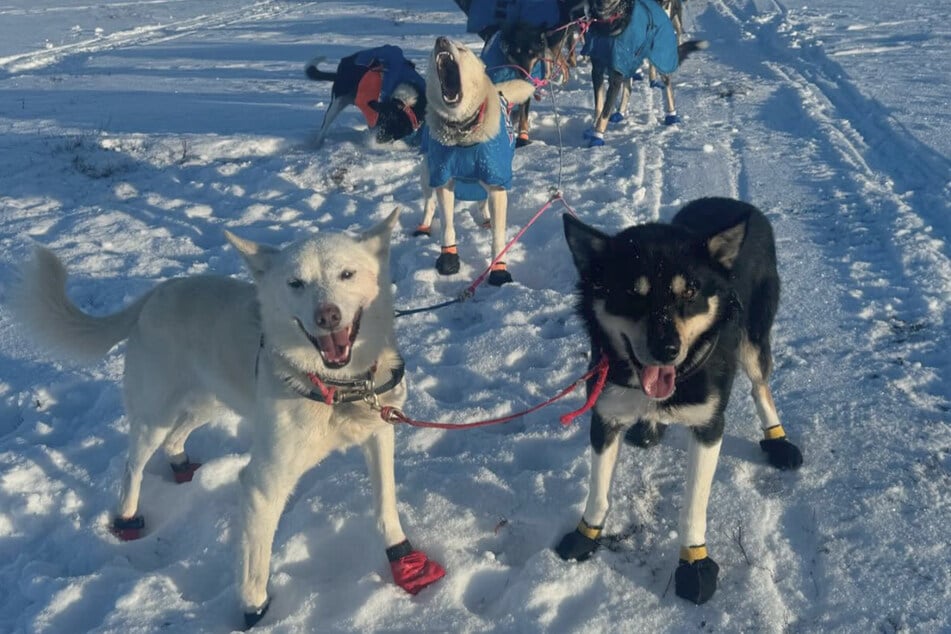 Auf sie kann sich Holmes immer verlassen: Seine Hunde lassen ihn nie im Stich.