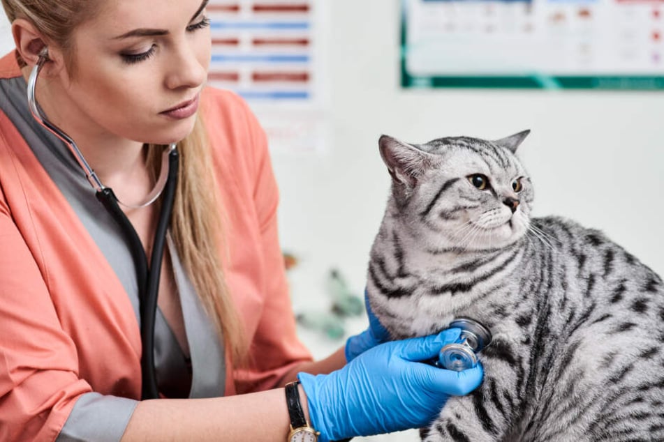 Make sure you check in with your veterinarian to rule out any health issues.