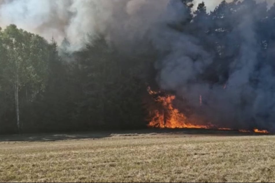 In Brandenburg wütet abermals ein Feuer in einem Wald.