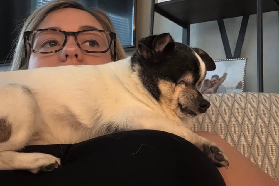 Auch auf Shelbys Brust macht es sich die Chihuahua-Hündin oft gemütlich.