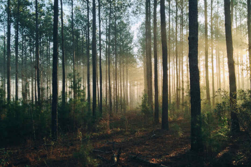 Der Mann flüchtete barfuß in den Wald. (Symbolbild)