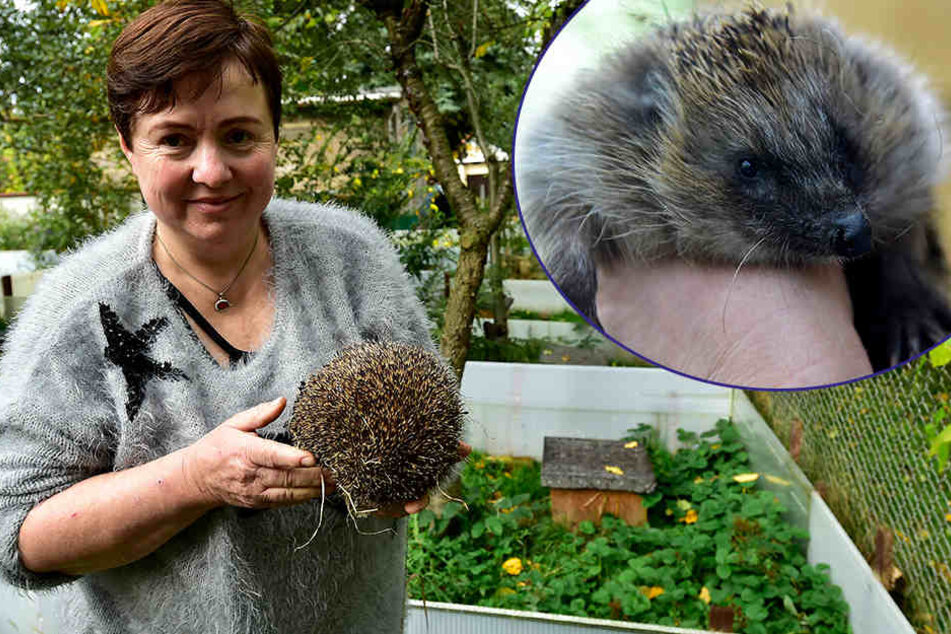 Sie ist die Igel-Retterin vom Erzgebirge