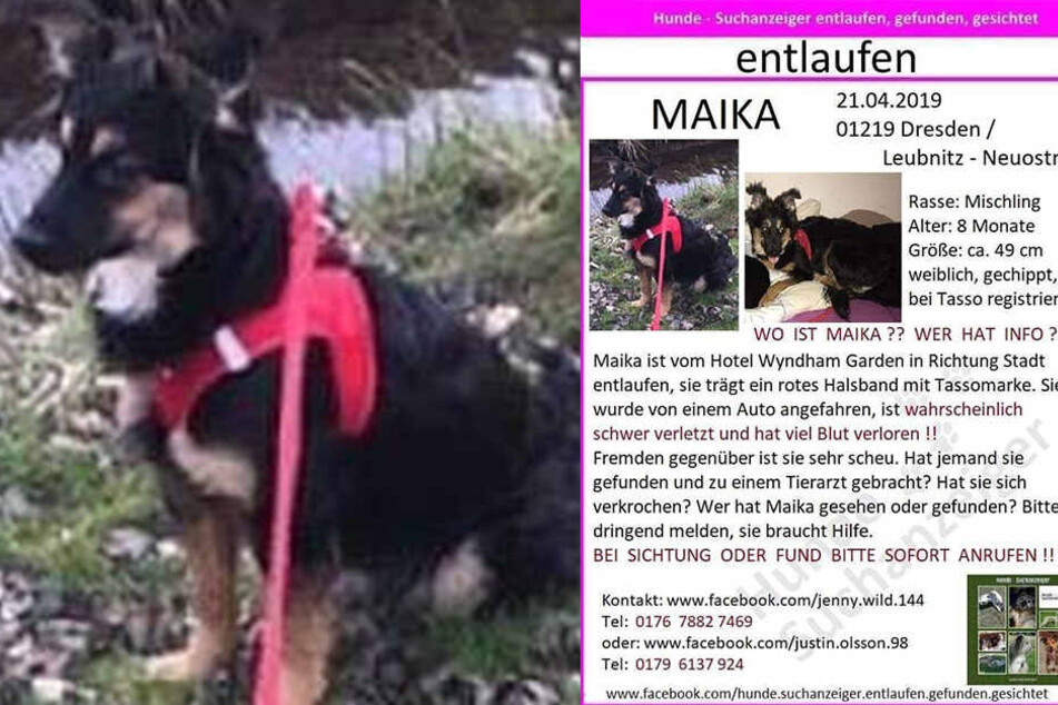 Wer hat die süße Mischlingsdame gesehen? Maika ist etwa 50 Zentimeter groß und sieben Monate alt.