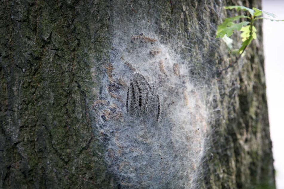 Ein Baum ist von einem Nest der Raupen befallen.