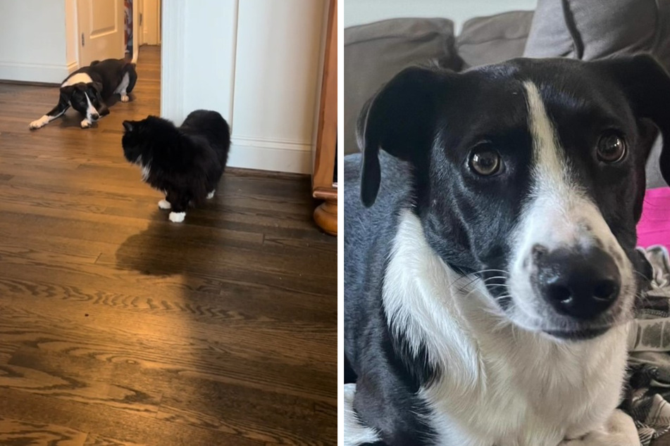 Dog picks up the most adorable habit from cat sibling!